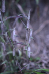 Schizachyrium brevifolium