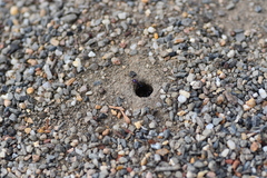 Iridomyrmex purpureus