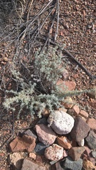 Artemisia mendozana