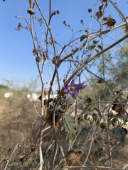 Solanum