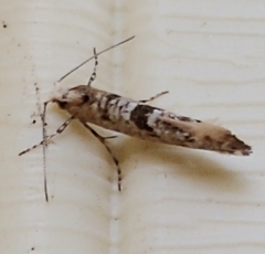 Argyresthiidae