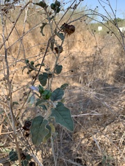 Solanum