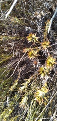 Oedera imbricata
