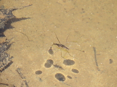 Aquarius conformis