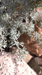 Artemisia mendozana