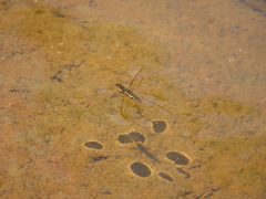 Aquarius conformis