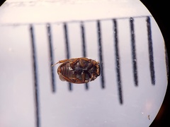 Cercyon praetextatus