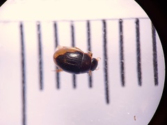 Cercyon praetextatus