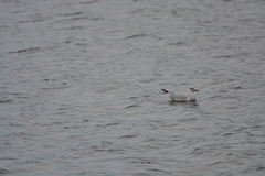 Chroicocephalus ridibundus