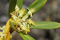 Tasmannia xerophila