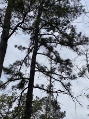 Pinus serotina