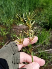 Cyperus articulatus