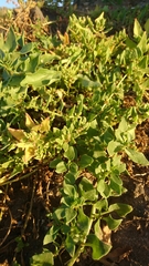 Patellifolia