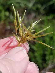 Cyperus articulatus