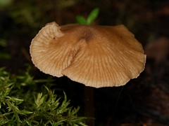 Entoloma readiae