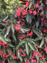 Begonia coccinea