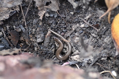 Hemiergis decresiensis