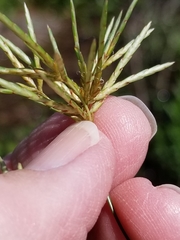 Cyperus articulatus
