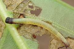 Arctioblepsis rubida