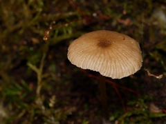 Entoloma readiae