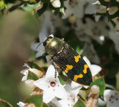 Castiarina dimidiata