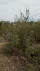 Hualania colletioides