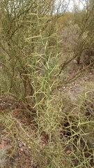 Hualania colletioides