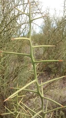 Hualania colletioides