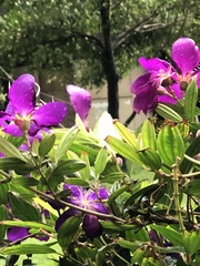 Pleroma semidecandrum