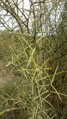 Hualania colletioides