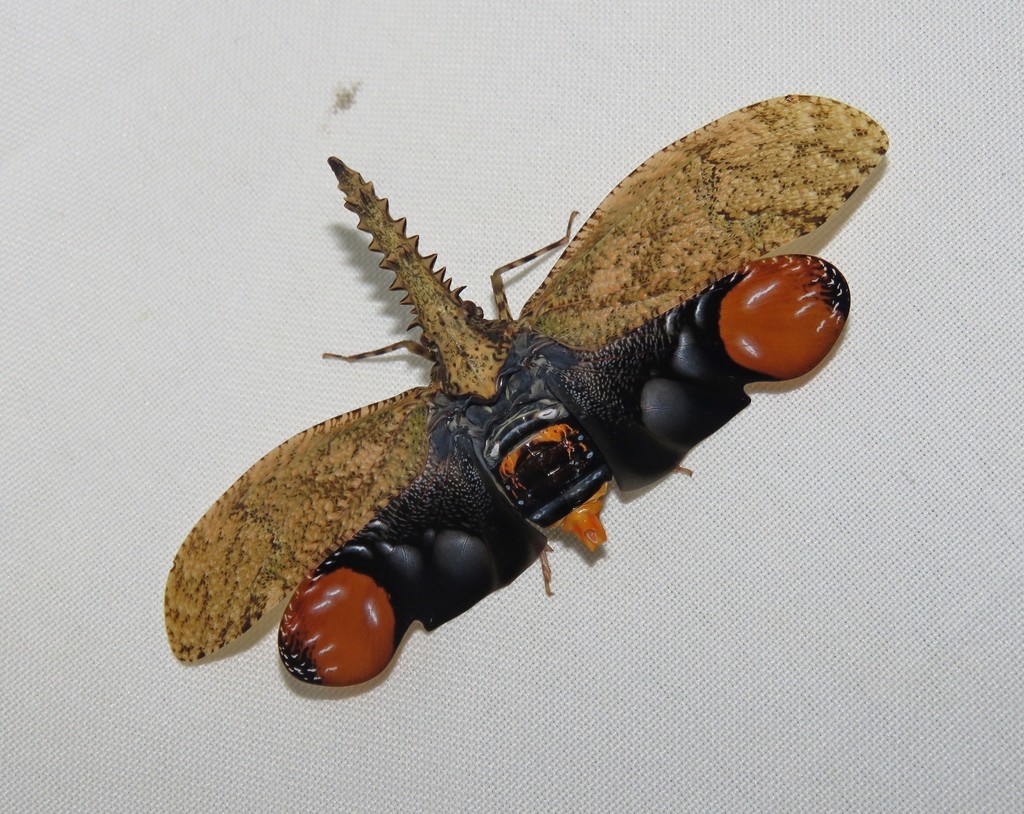 Saw-nosed planthopper