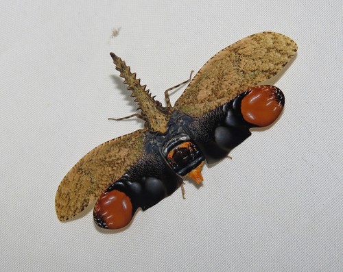 Saw-nosed planthopper