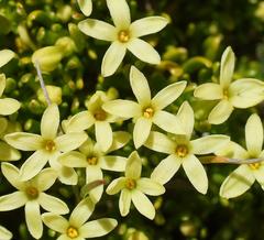 Stackhousia pulvinaris