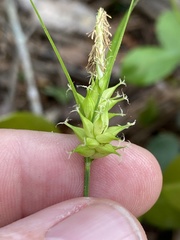 Carex elliottii
