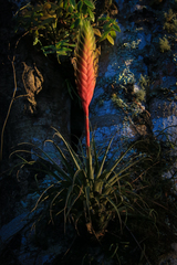 Tillandsia lampropoda