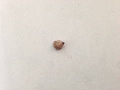 Jujubinus unidentatus