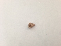 Jujubinus unidentatus