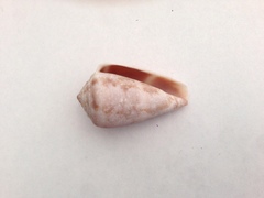 Conus ventricosus