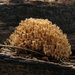 Crown-tipped Coral Fungus - Photo (c) Katja Schulz, some rights reserved (CC BY)