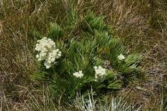 Aciphylla glacialis