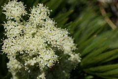 Aciphylla glacialis