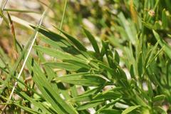 Aciphylla glacialis