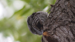 Dryobates nuttallii