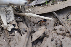 Camponotus consobrinus