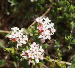Pimelea alpina