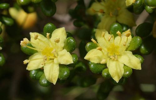 Asterolasia trymalioides F.Muell.