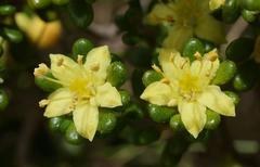 Asterolasia trymalioides