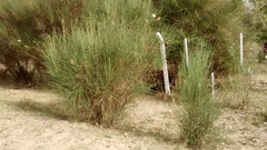 Baccharis spartioides