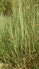 Baccharis spartioides