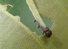 Arctioblepsis rubida